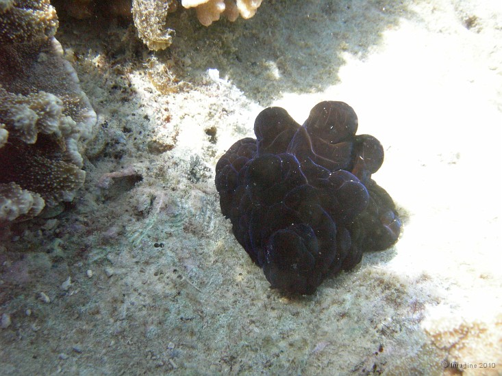 111- Cariocella nigra (Famille lamellariidae) - Ilot Maitre.JPG